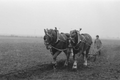 Jeeps_Negatives03_201