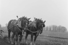 Jeeps_Negatives03_204