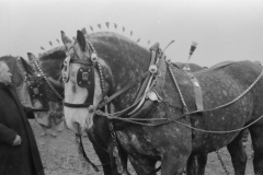 Jeeps_Negatives03_241