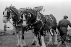 Jeeps_Negatives03_244