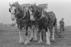 Jeeps_Negatives03_250