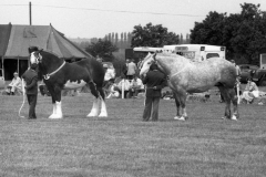 CTB_SC_HeavyHorse1980_38